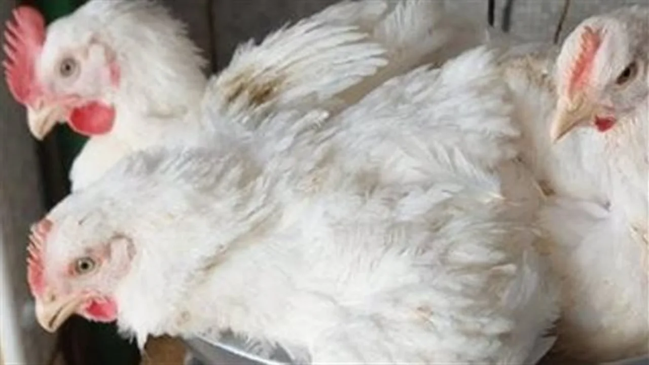 تقلبات الأسواق.. تحديثات أسعار الدواجن داخل الأسواق المحلية للمستهلكين اليوم الأحد